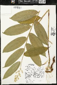 Maianthemum racemosum subsp. racemosum image