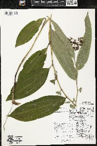 Maianthemum racemosum subsp. racemosum image