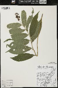 Maianthemum racemosum subsp. racemosum image