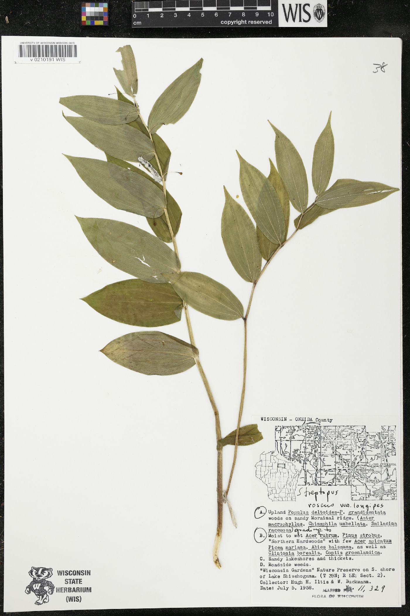 Streptopus lanceolatus var. longipes image