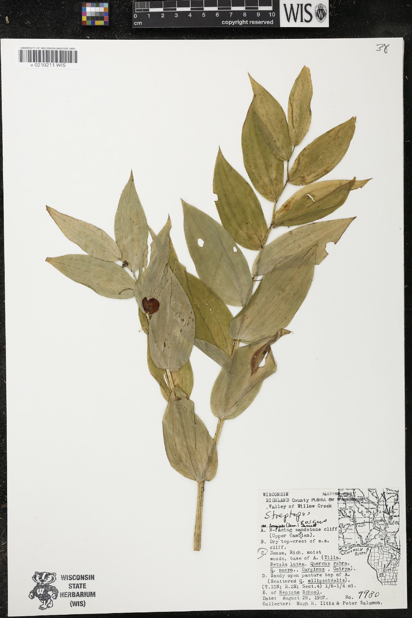 Streptopus lanceolatus var. longipes image