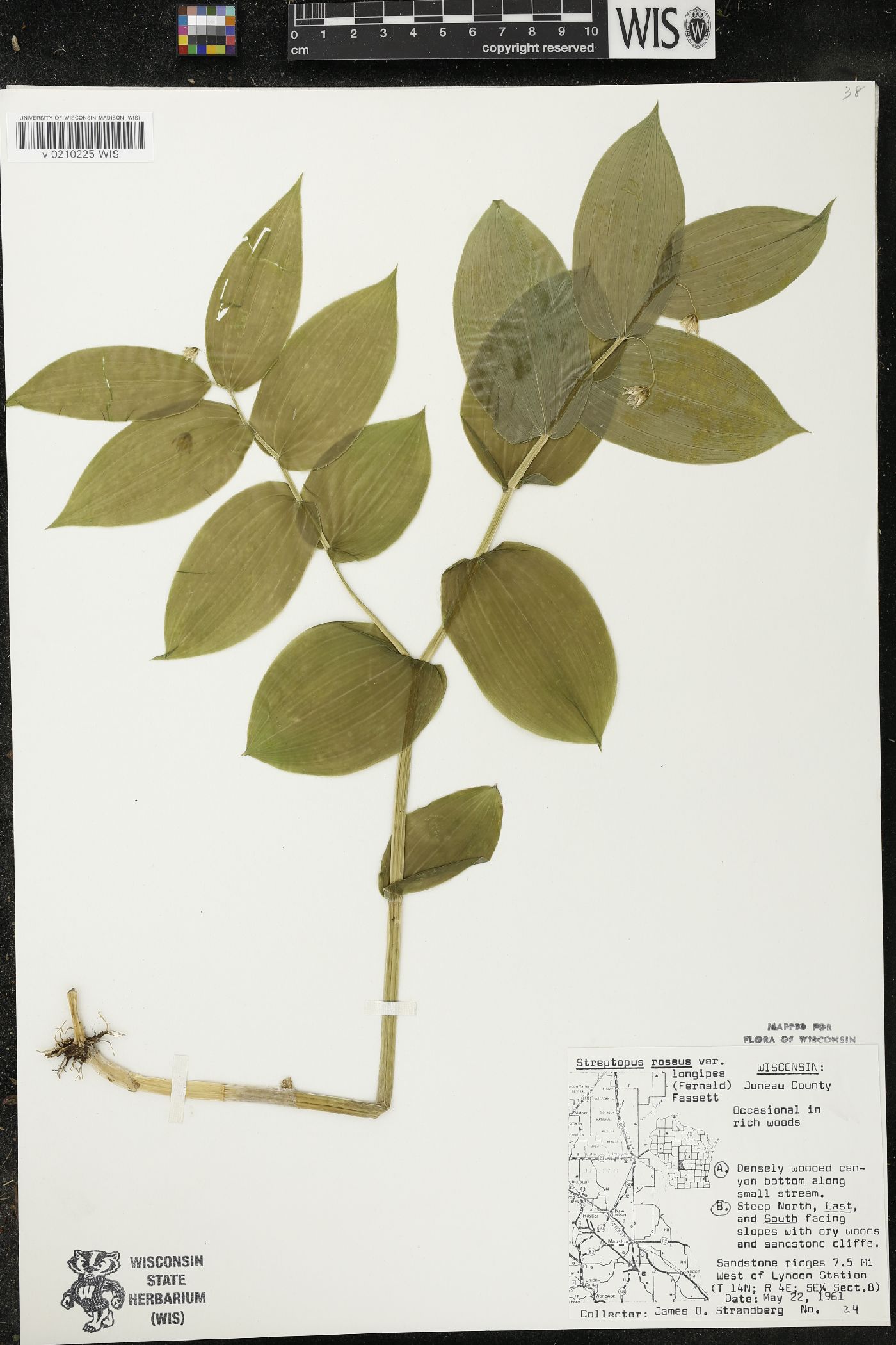 Streptopus lanceolatus image