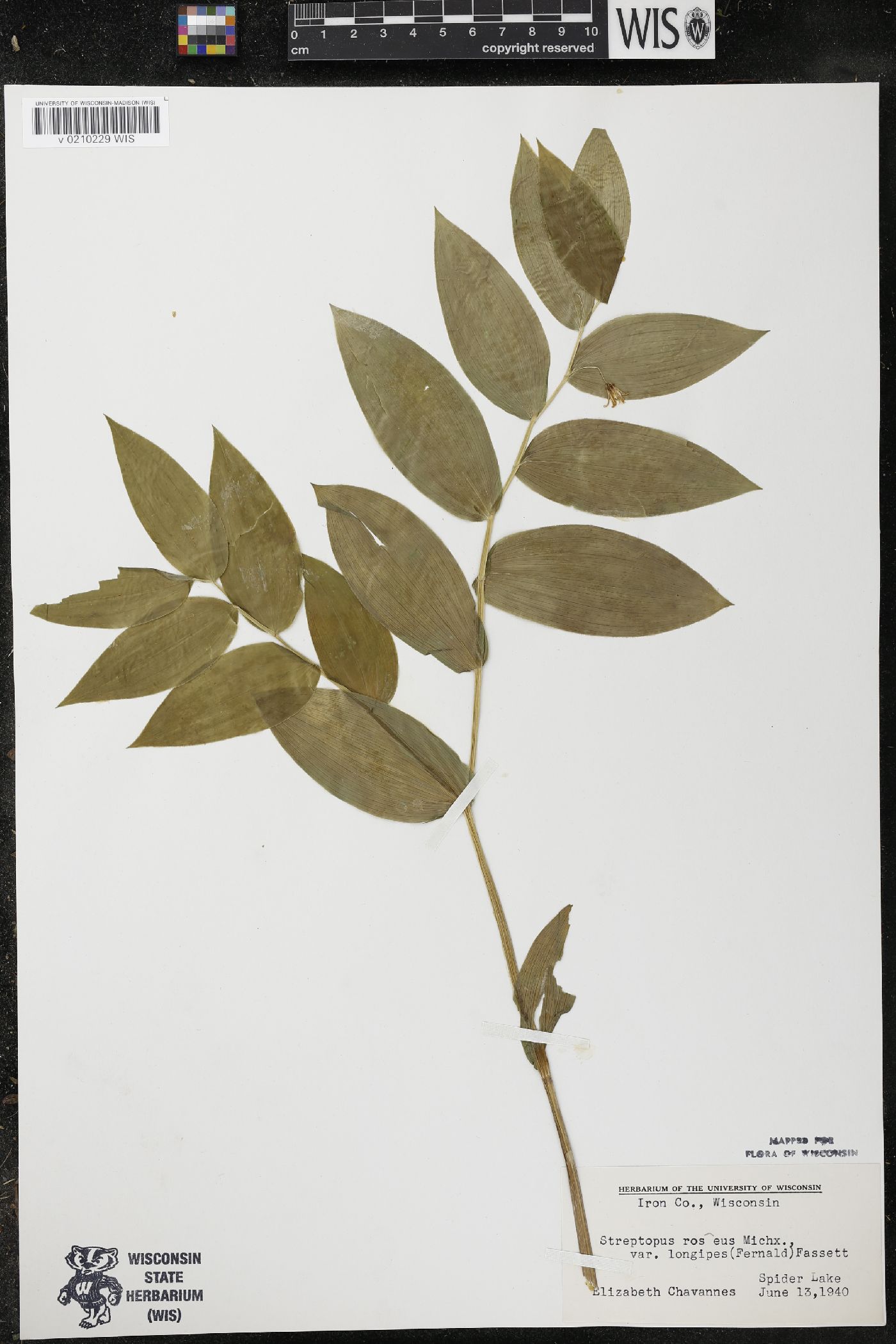 Streptopus lanceolatus var. longipes image