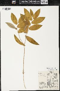Uvularia grandiflora image