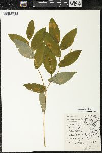 Uvularia grandiflora image