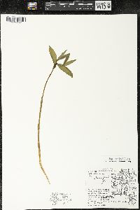 Uvularia grandiflora image