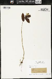 Uvularia grandiflora image