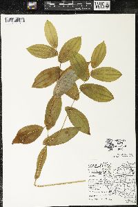 Uvularia grandiflora image