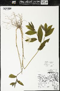 Uvularia grandiflora image