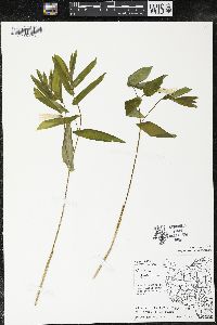 Uvularia grandiflora image