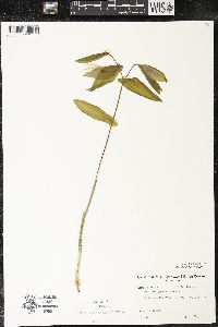 Uvularia grandiflora image