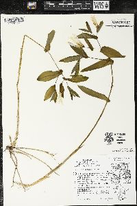 Uvularia grandiflora image