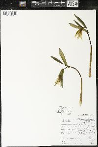 Uvularia grandiflora image