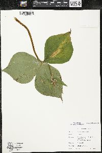 Trillium grandiflorum image