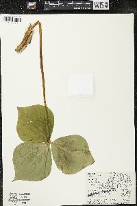 Trillium grandiflorum image