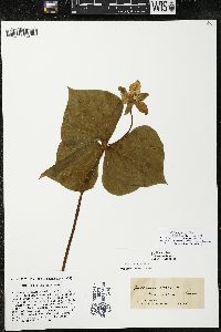 Trillium flexipes image