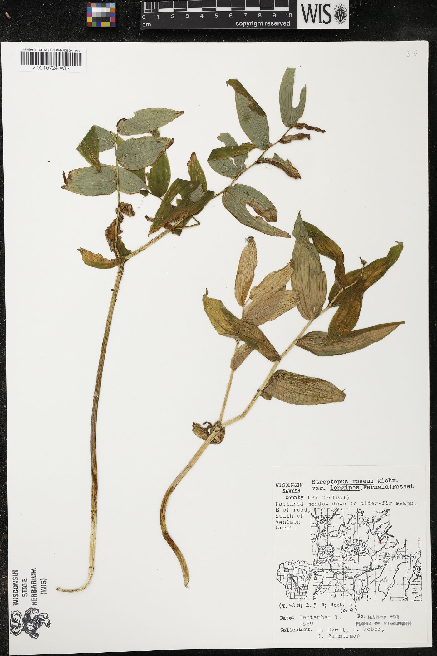 Streptopus lanceolatus var. longipes image