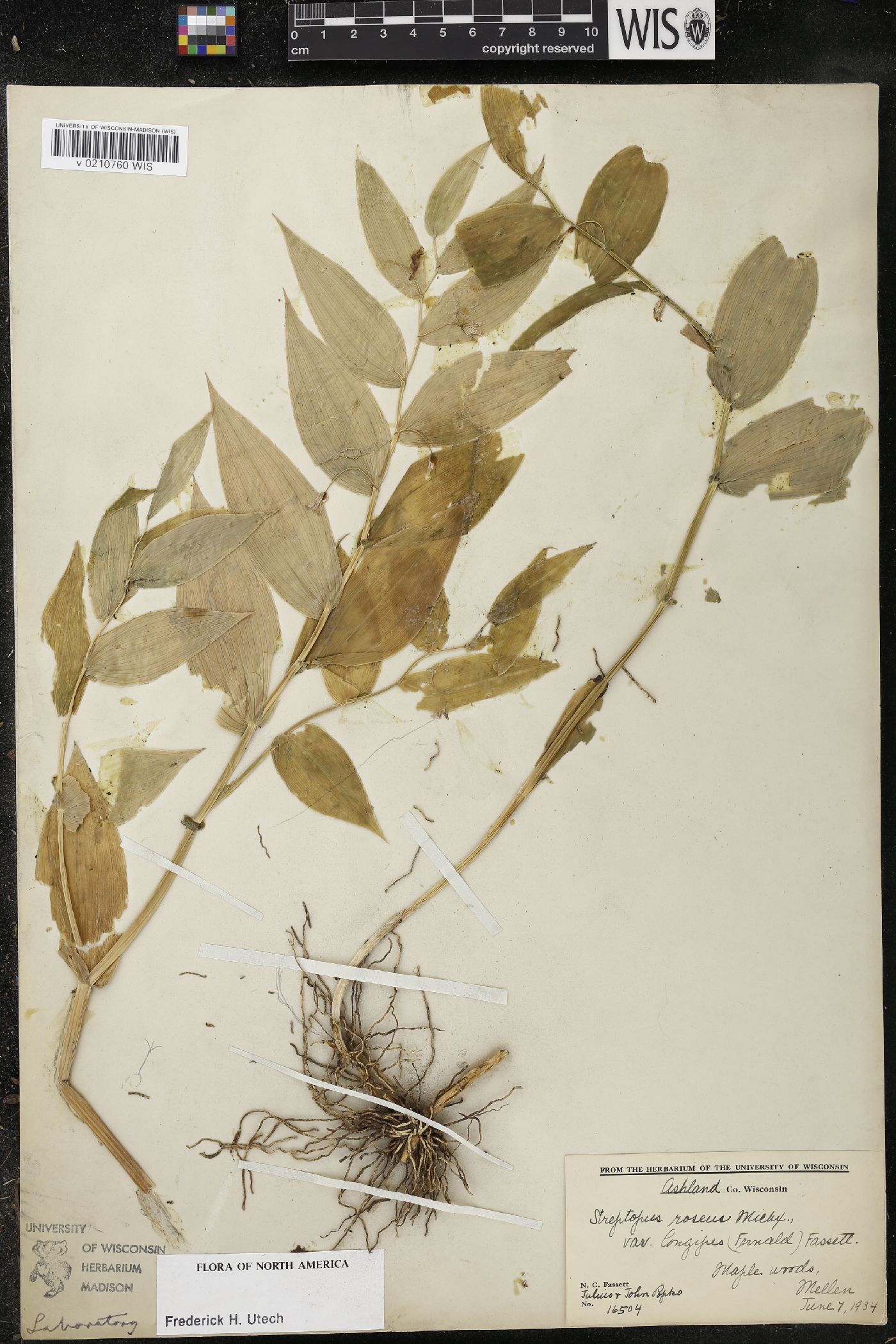 Streptopus lanceolatus image