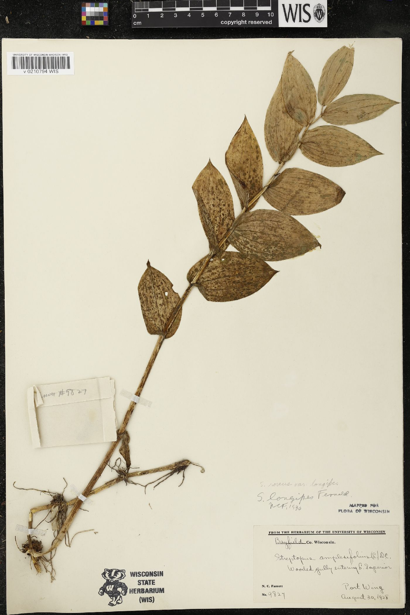 Streptopus lanceolatus image