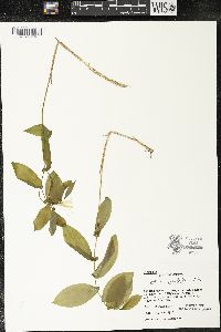 Uvularia grandiflora image