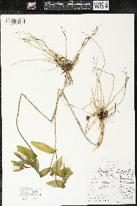 Uvularia grandiflora image