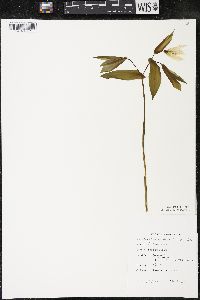 Uvularia grandiflora image