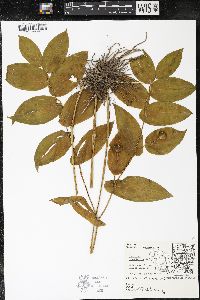 Uvularia grandiflora image