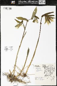 Uvularia grandiflora image