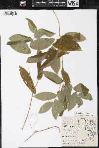 Uvularia grandiflora image