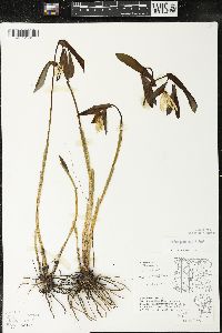 Uvularia grandiflora image