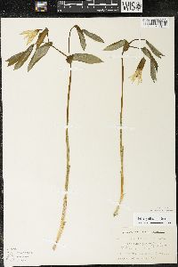 Uvularia grandiflora image