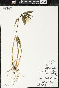 Uvularia grandiflora image