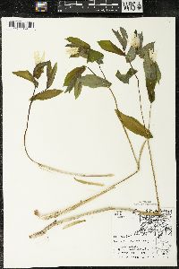 Uvularia grandiflora image
