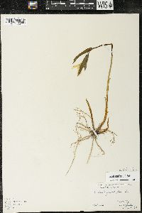 Uvularia grandiflora image