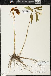 Uvularia grandiflora image