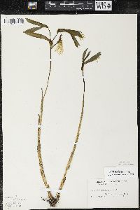 Uvularia grandiflora image