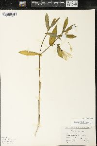 Uvularia grandiflora image