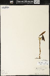 Uvularia grandiflora image