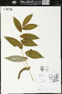 Uvularia grandiflora image