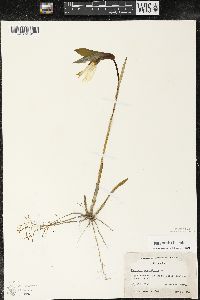 Uvularia grandiflora image
