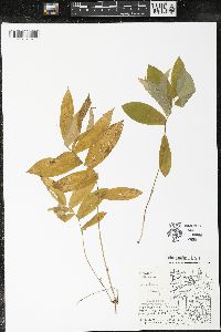 Uvularia grandiflora image