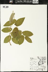 Uvularia grandiflora image