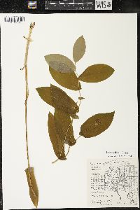 Uvularia grandiflora image