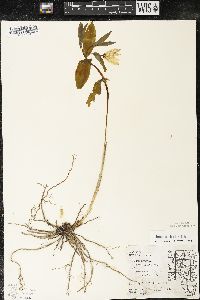 Uvularia grandiflora image