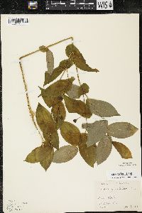 Uvularia grandiflora image