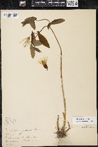 Uvularia grandiflora image