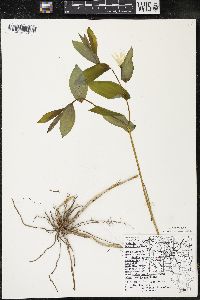 Uvularia grandiflora image