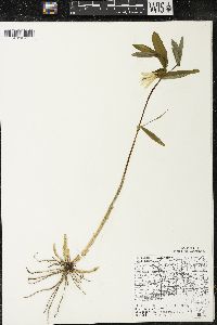 Uvularia grandiflora image