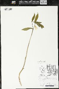 Uvularia sessilifolia image