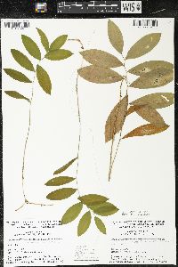 Uvularia sessilifolia image
